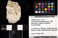 Foto (Objket + Etiketten) von Goniodromites bidentatus (Reuss, 1859) 